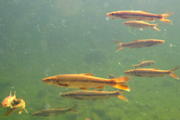 Norther Pike Minnow in Eel River photo by Pat Higgins