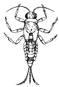 mayfly illustration